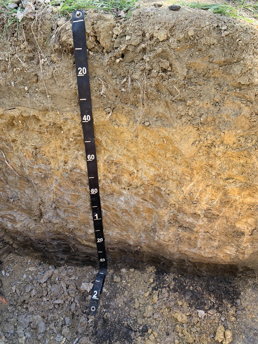 M.C. Ricker 🐲 tweet media