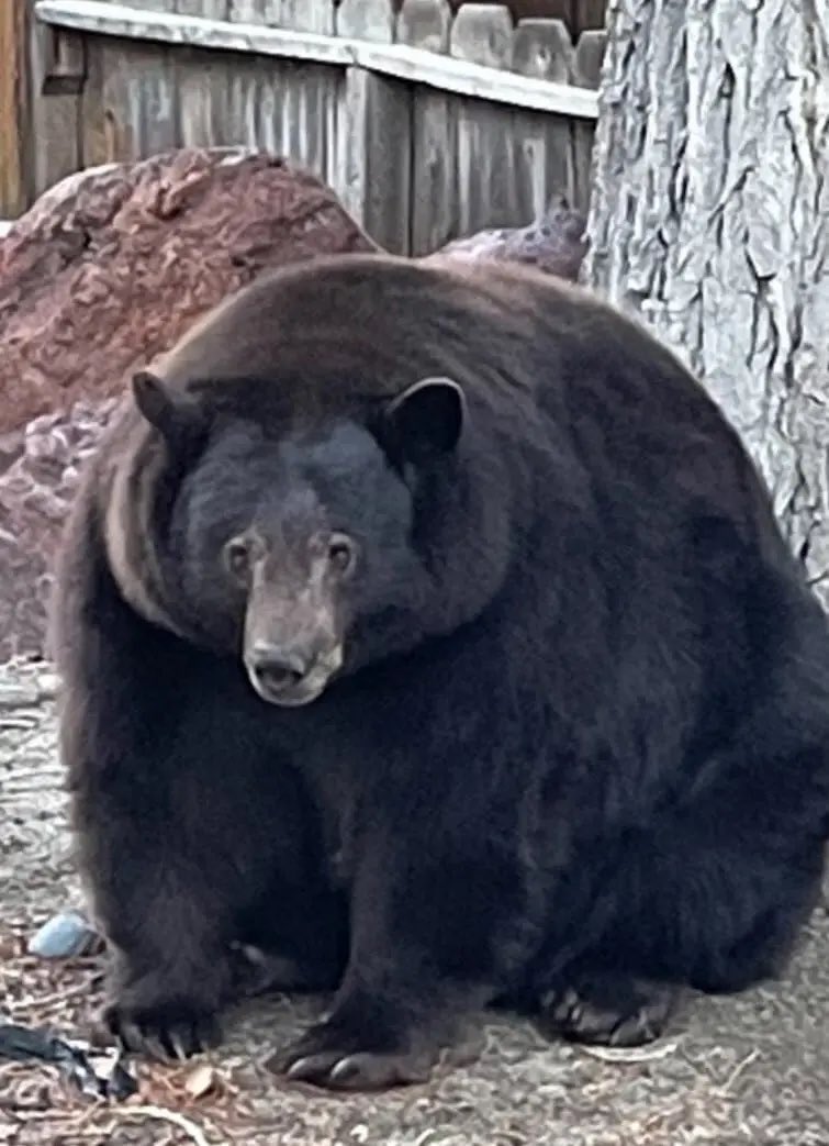 In celebration of #FatBearWeek, we remember South Lake Tahoe’s legendary ‘Hank the Tank’.