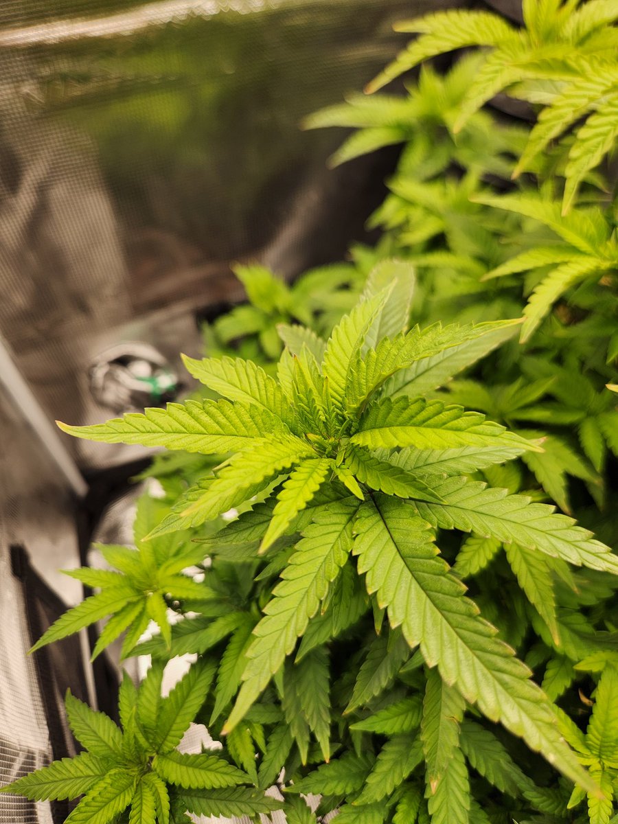 My first photo and its crazy how easy she bounces back compared to autos.. i wouldn't mind having a second tent for photos only! 
💚😎💚