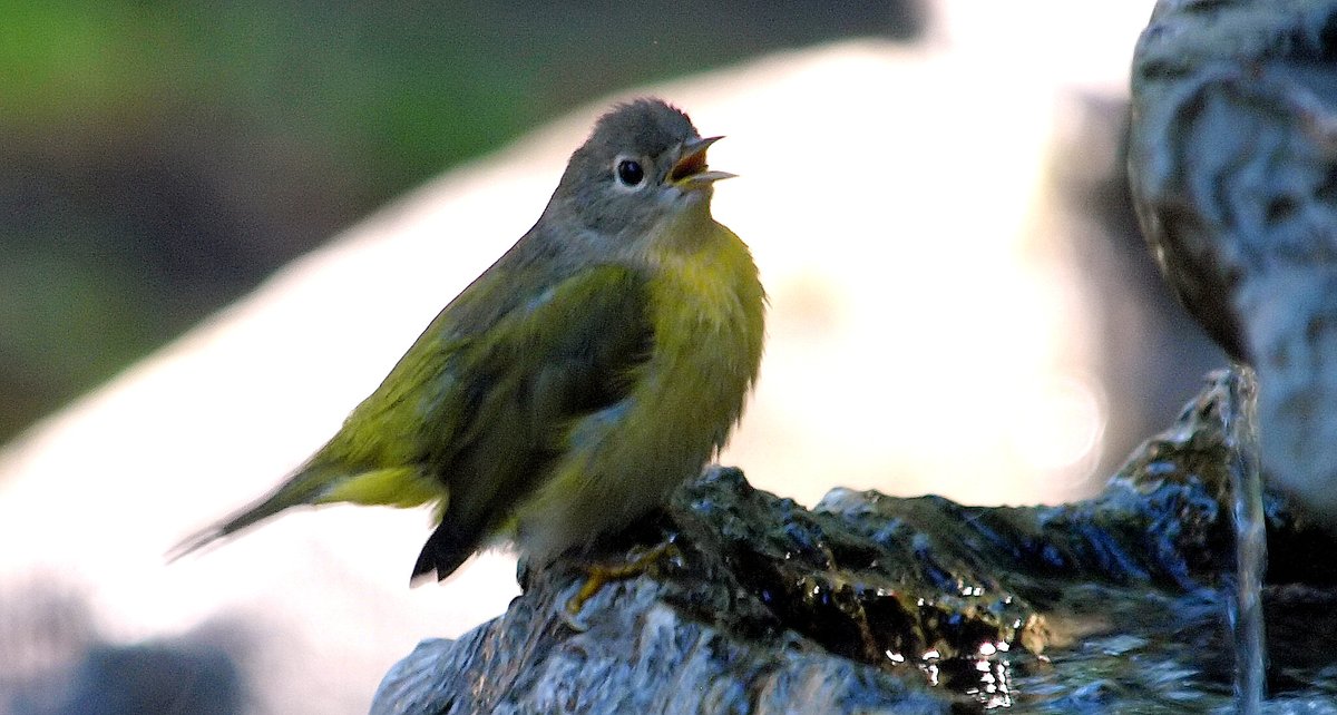 kala61857's tweet photo. Sweet!
A migrating warbler found my water fountain &amp; took a bath, then air dried.
Nashville Warbler (Vermivora ruficapilla)
https://t.co/Xi11bfpttM
#FallMigration #warblers #BackyardBirding #FallWarblers #OutsideMyWindow https://t.co/5CKs98sMHG
