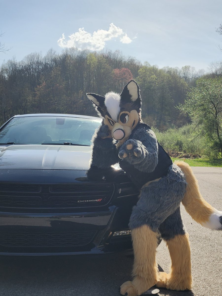 Liquid_Wolves's tweet photo. @thatfoxcosmic @RinTheWolffo That head looks so close to mine I did a double take 😂 I was like wait I don't remember that photo 🤣🤣 then I was like oh that not me lmao https://t.co/dpU2AipwCM