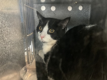 NYCDEATHROWCATS's tweet photo. *SHELTER PLEA* Kairi is a shy and fearful girl who is sooo timid in the shelter! 2 year old, male cat. Was acquired through adoption and surrendered due to moving. Previous family had him for 2 years.
https://t.co/Wxwkun8woF https://t.co/SD4Gc5pPEx
