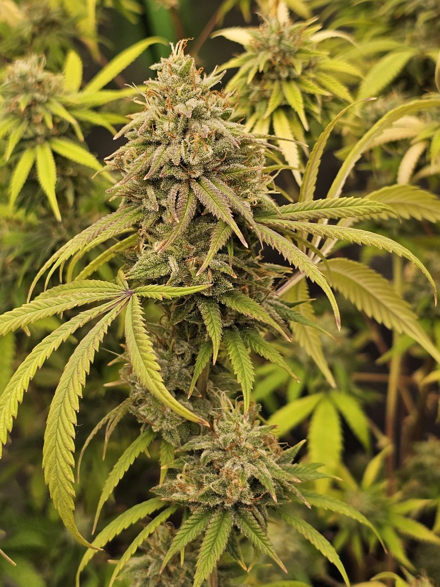 growdaddydotcom's tweet photo. #brucebanger... @SeedsmanSeeds on the seeds! https://t.co/xo6qlwVY7o