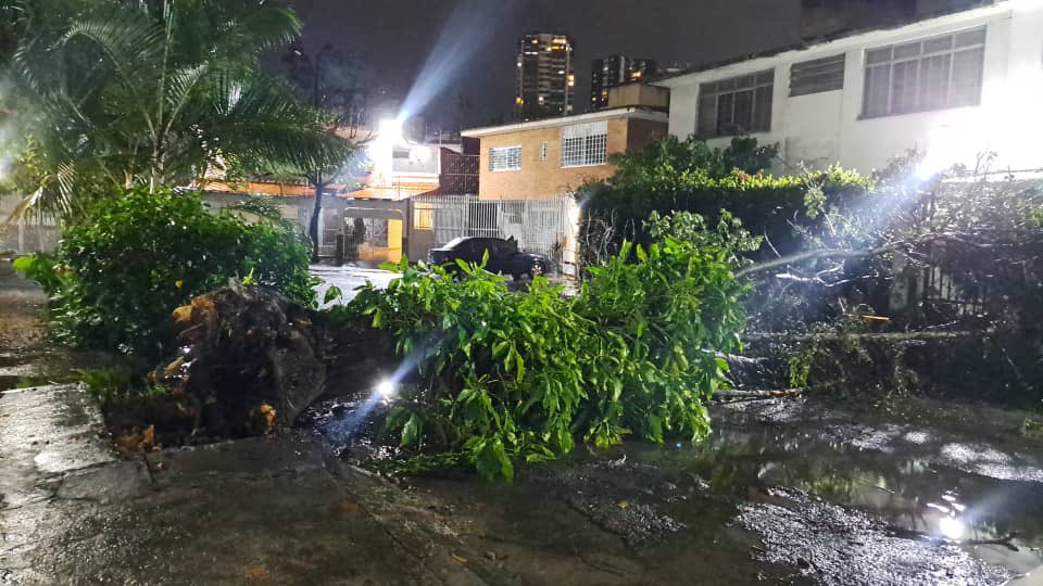 LaCaliforniaSu1's tweet photo. ATENCIÓN @imapsas @ImatSucre #BomberosSucre #BomberosLaUrbina con las fuertes lluvias en el Municipio Sucre se desplomó un enorme árbol en la Calle Varsovia de La Urbanización La California Sur se requiere pronta atención al desalojo del mismo que obstruye la calle https://t.co/XzhxzQFTBv