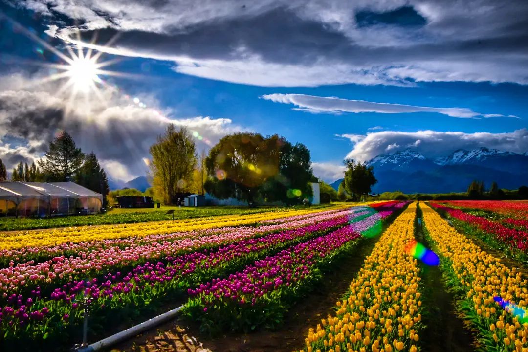 argentinapatago's tweet photo. "Comienza la temporada de tulipanes en Trevelin, este atardecer es de Octubre 2021. Maravilloso paisaje del campo de tulipanes detrás la Cordillera de los Andes y el Cerro Trono de las Nubes".
Foto y repost: @oscar_ameconi https://t.co/CztMO72mlG