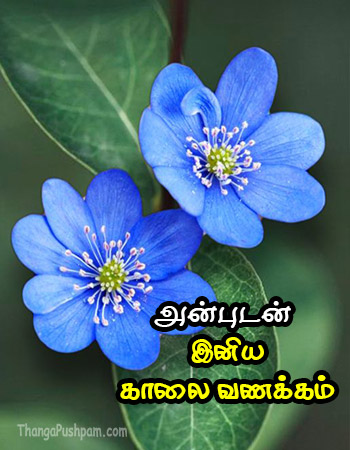 அன்புடன் இனிய காலை வணக்கம் 🙏🙏🥰🥰🥰
#goodmorningfriends
#thursdaymorning