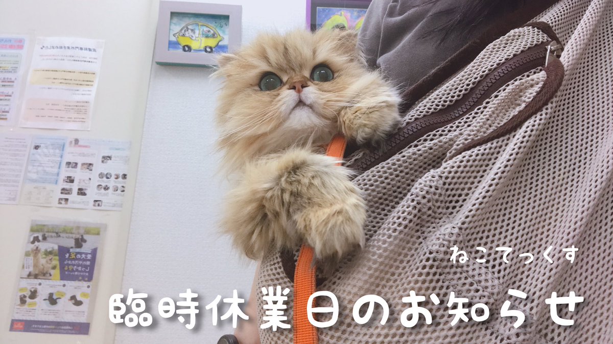 ねこてっくす/ 迷子猫 迷子鳥 迷子犬 迷子ペット チラシ制作 (@necotex