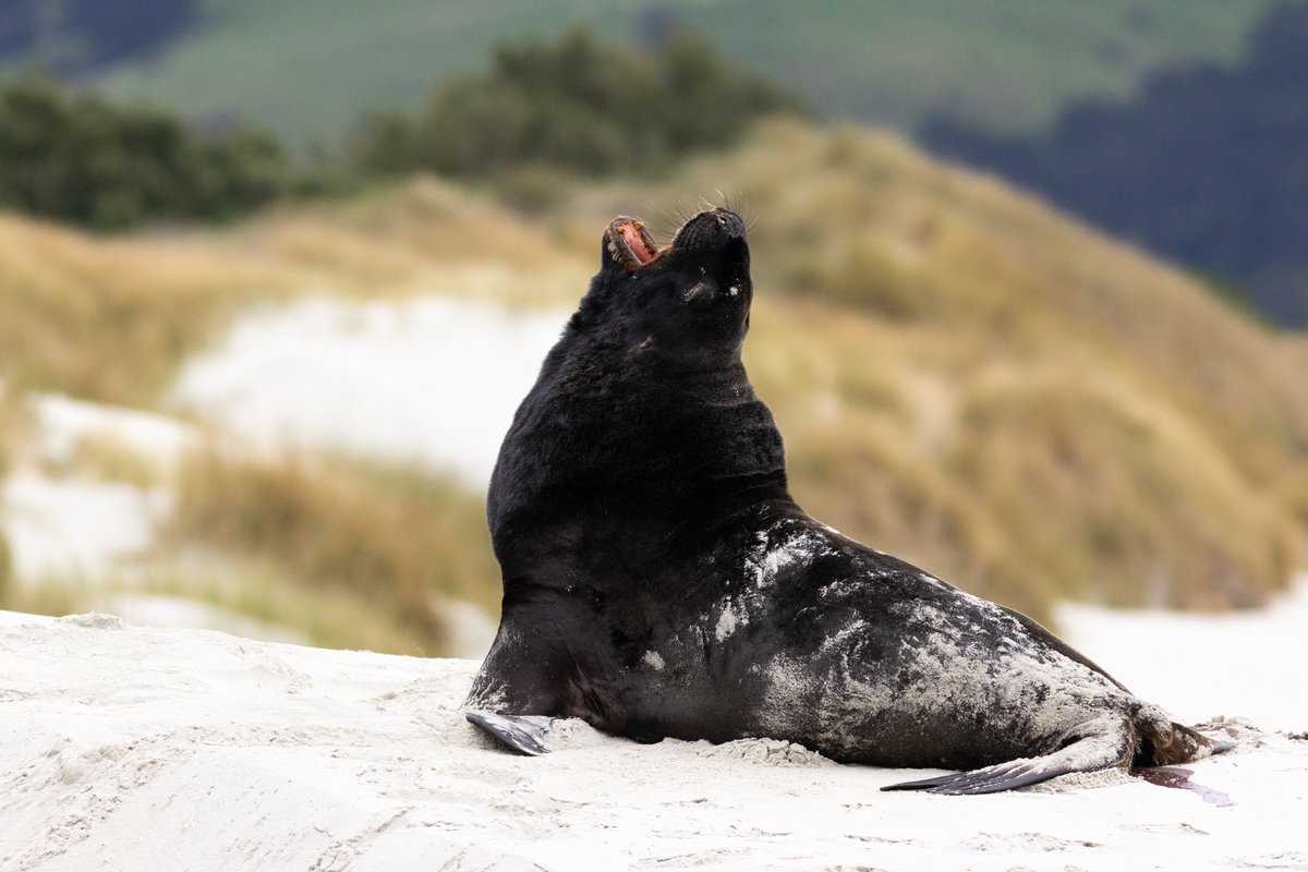 A big whakahao (male NZ sea lion) takes a stretch on Aramoana Beach.   
#AnimalPhotography #TwitterNatureCommunity #MarineMammal #Pinnipeds #WildlifePhotography #NaturePhotography #ThePhotoHour #PhotoOfTheDay #BBCWildlifePOTD #SeaLion #Endangered #Aramoana