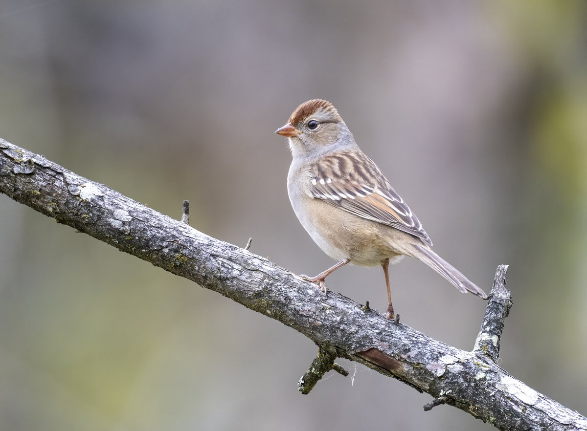 JocAPhotography's tweet image. A young White-crowned Sparrow. These birds can run on a treadmill at a pace of 1/3 of a mile per hour without tiring out. This  could mean that this is the optimal foraging speed for these birds.