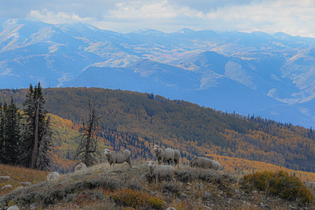 If only time could be frozen. Have never witnessed scenery like this. Indescribably beautiful 🏔️ 🍁