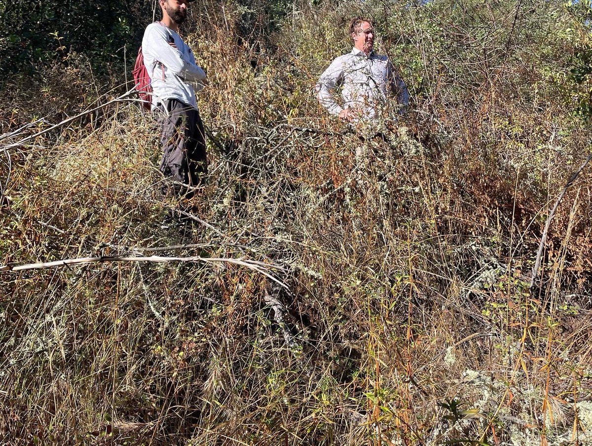 CALFIRE_SLO's tweet image. @calfire_slo working with  California Polytechnic State University Department of Natural Resources and Environmental Science Masters students to conduct vegetation monitoring for prescribed fires. This will help better understand vegetation dynamics before and after projects.
