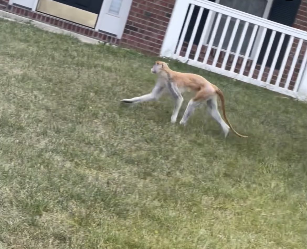 Joe_does_stuff's tweet photo. IMPD and Indy Animal Care Services searching a south east Indianapolis neighborhood for a monkey. An officer on scene tells me it escaped from a house near Mitthoeffer &amp; Prospect, and still searching. Here is a photo of the escaped monkey a neighbor shared with me @WTHRcom https://t.co/kgWXxpWNso