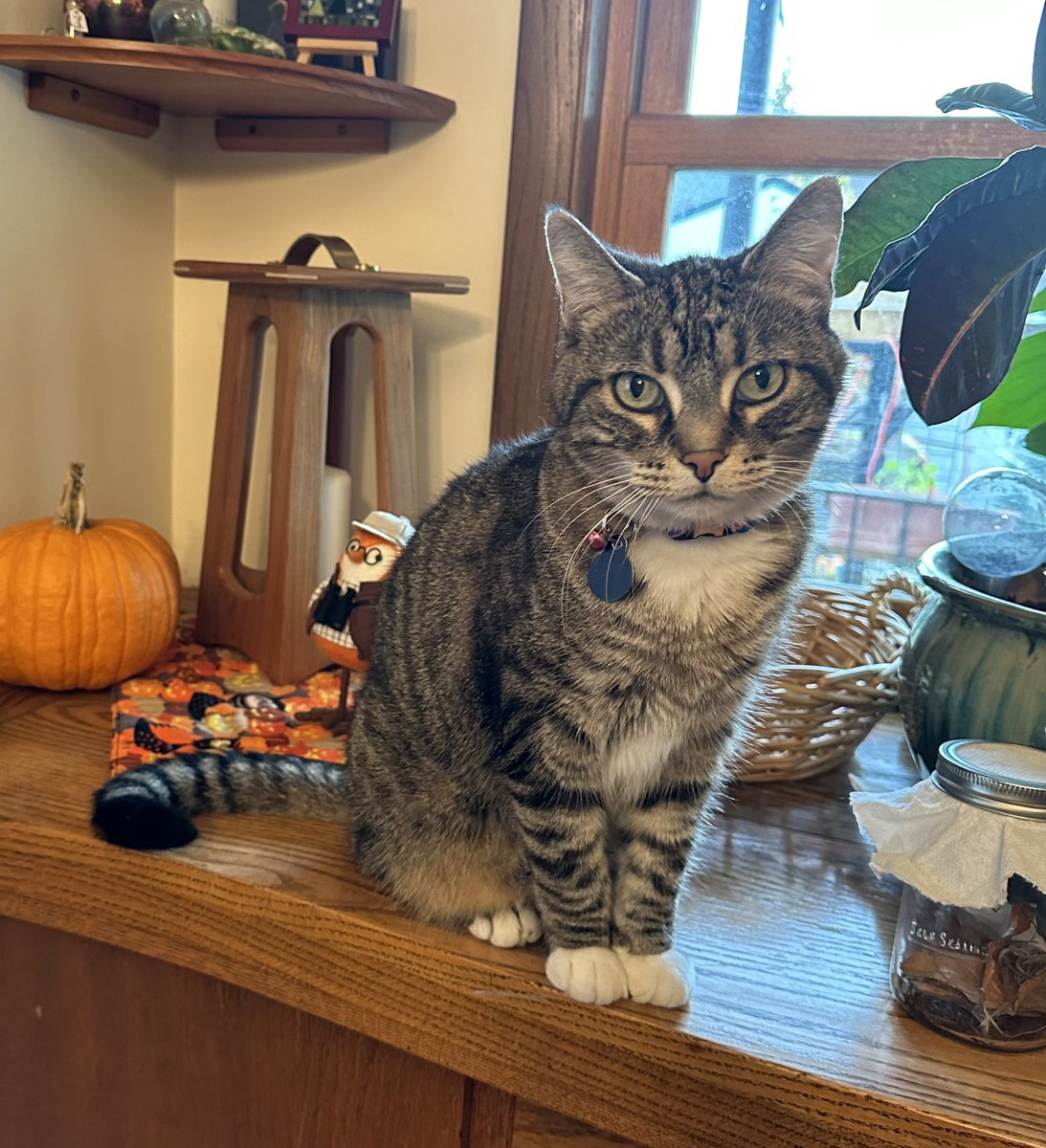 RachMWeeks's tweet photo. Hiro is missing from Blair/Pascal. Indoor kitty escaped last night when a screen fell out. https://t.co/rWc0bQQq4E