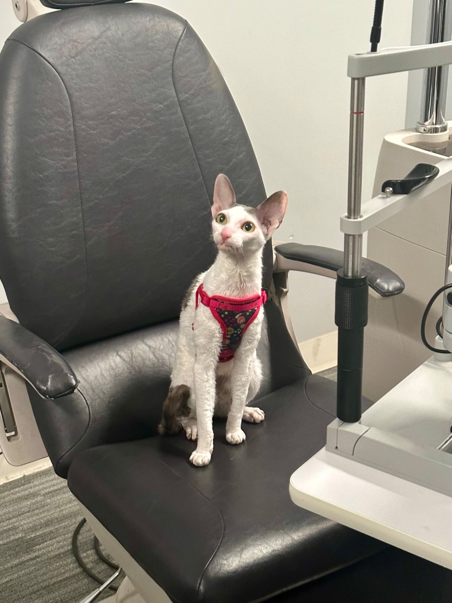 Happy World Animal Day!

Did you know that humans are not the only ones who struggle with Glaucoma?! Your furry friends are also susceptible to the disease. Like and follow for more! 

#WorldAnimalDay #LivingWithGlaucoma #crowdfunding #startengine #eyecbetter