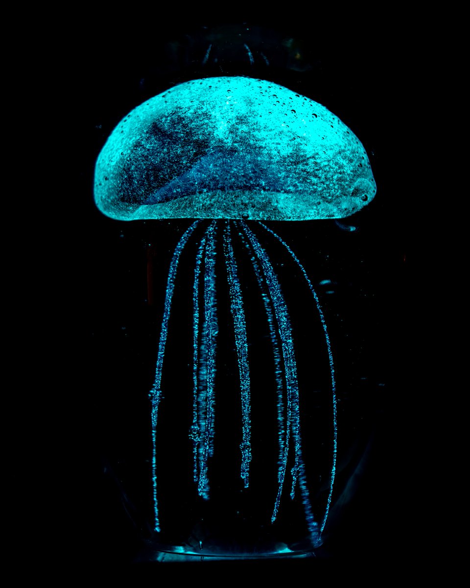 Glowing in the dark
#365photodgraphy2023, #potd2023, #photoaday, #everydayphotographer, #photooftheday, #pad2023-277, #jellyfish, #glowinthedark, #glassart, #lightanddark, #ethereal