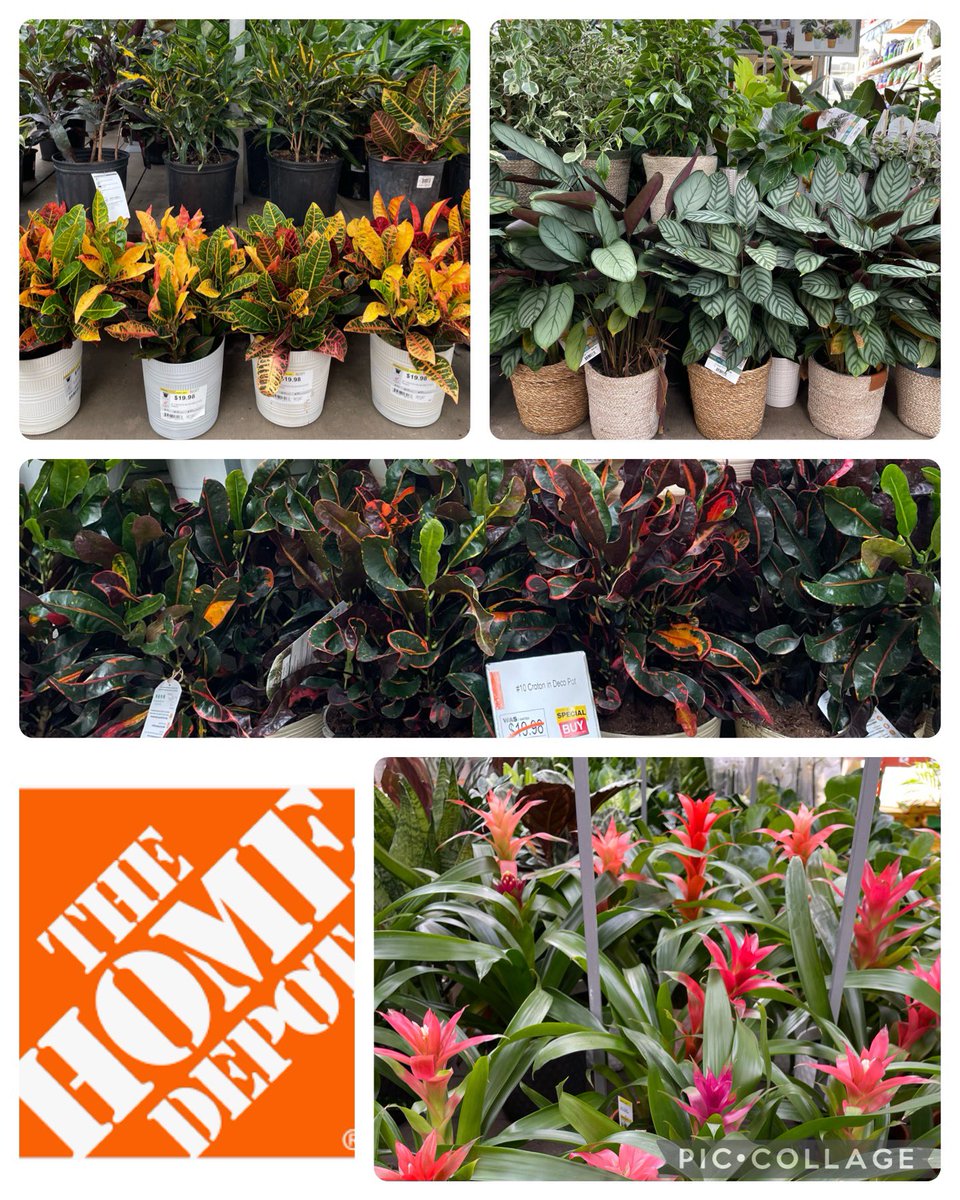 Beautiful Plants Ready for Our Customer’s Mighty Homes! #SteelCitySquad <a href="/BellNursery/">Bell Nursery</a> <a href="/RyanDarazio4115/">Ryan Darazio</a>