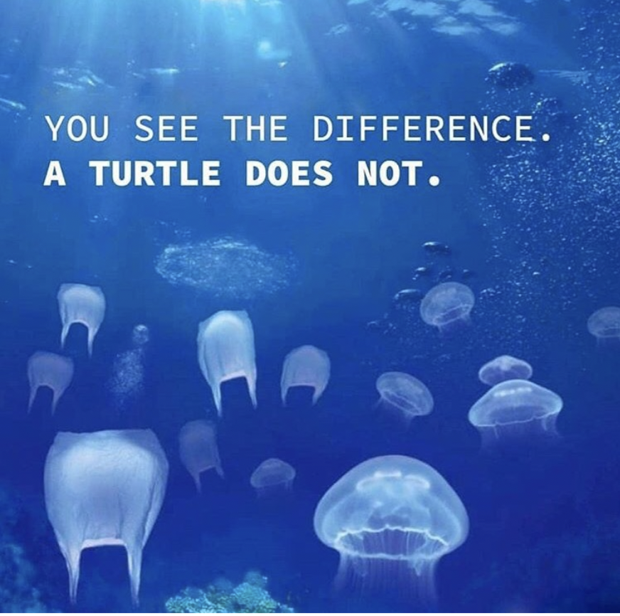 PreciousOceanFd's tweet photo. 🐢 Turtles don't distinguish between a plastic bag and a jellyfish. Their lives are at stake. Make a difference – choose reusable bags and protect these majestic creatures! 🌊🛍️
#ChooseReusable #SaveOurTurtles
Photo Credit: @vsco https://t.co/0wnkHL9vlT