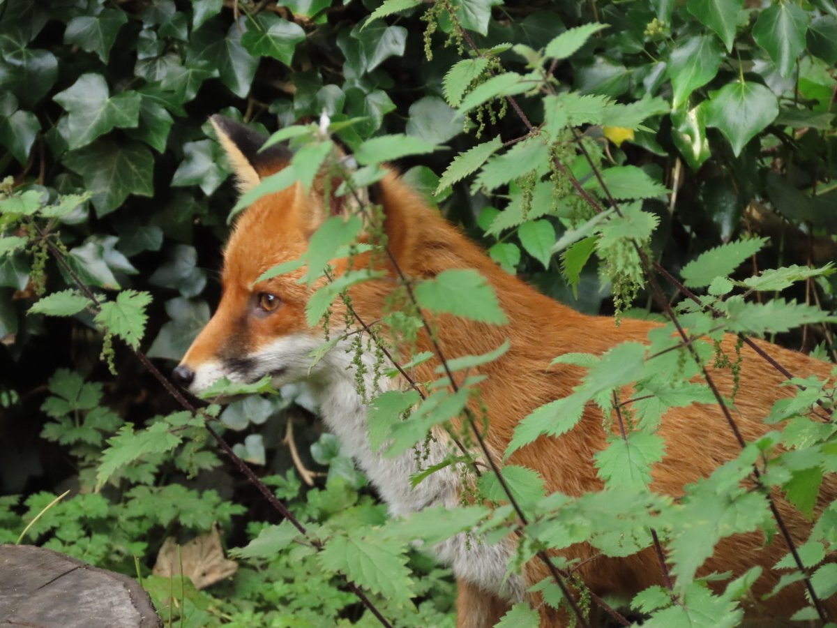 Viv21's tweet photo. 🧡🦊 https://t.co/AplKaEySaI