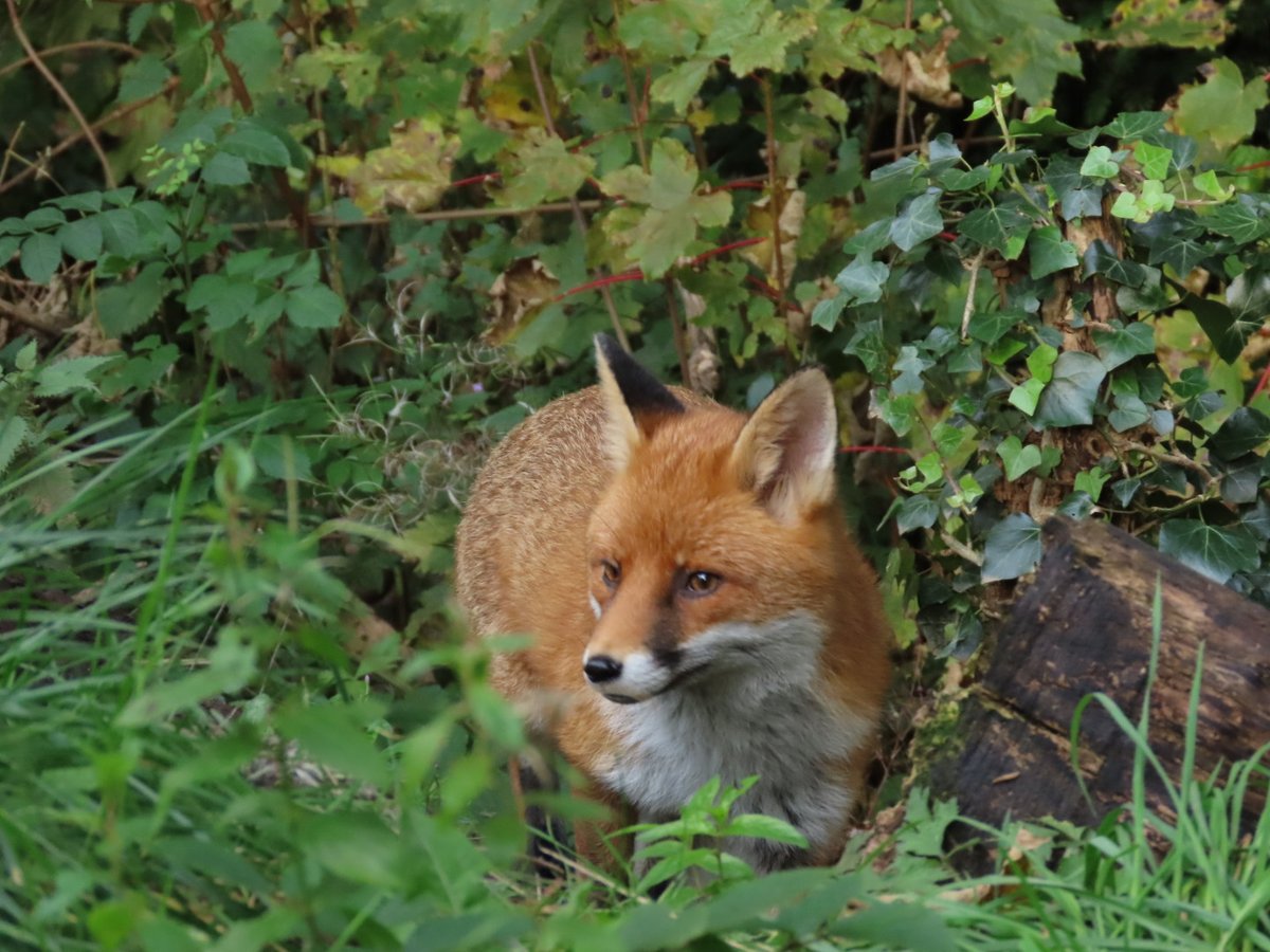 Viv21's tweet photo. 🧡🦊 https://t.co/AplKaEySaI