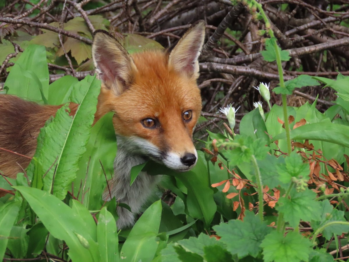 Viv21's tweet photo. 🧡🦊 https://t.co/AplKaEySaI