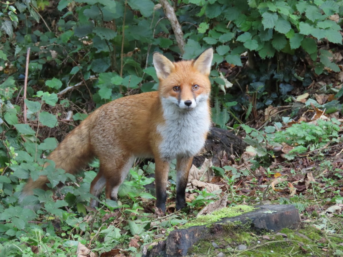 Viv21's tweet photo. 🧡🦊 https://t.co/AplKaEySaI