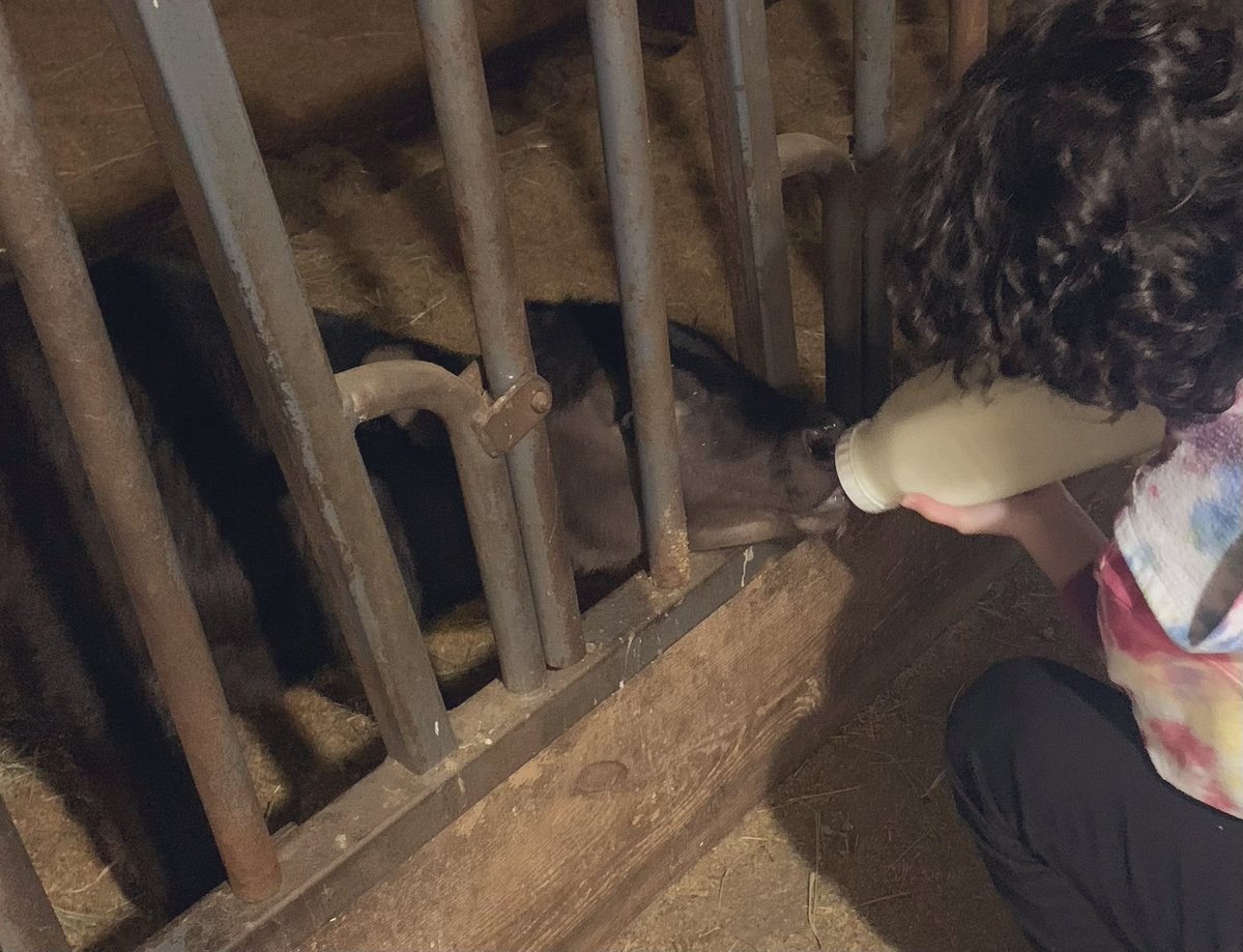 saltiest3000's tweet image. This sweet boy is Cheddar. He loved cuddles, eating, causing mischief, and being with his best friend Bert. At less than a year old, he became a victim of the beef industry. Please consider eating less beef, for the animals, for the planet, and for your health.
#eatlessbeef