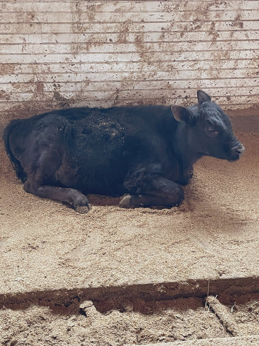 saltiest3000's tweet image. This sweet boy is Cheddar. He loved cuddles, eating, causing mischief, and being with his best friend Bert. At less than a year old, he became a victim of the beef industry. Please consider eating less beef, for the animals, for the planet, and for your health.
#eatlessbeef