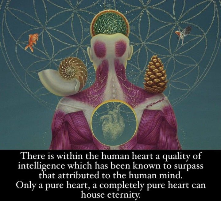 #heart #heartchakra #humanheart #heartintelligence #humanexperience #innerwisdom #innerguidance #heartcentered #heartconsciousness #kindheart #loveall #pureheart #purehearts #purehearted #puresouls #5d #anahata #anahatachakra #heartopener #yogawisdom #pureheartedperson #eternity