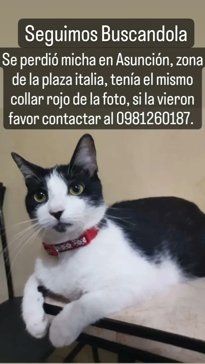 Walter_Filipp95's tweet photo. @MarcoHuellasPy por favor ayúdenme a encontrar a Micha. https://t.co/WsjCqbZMbf