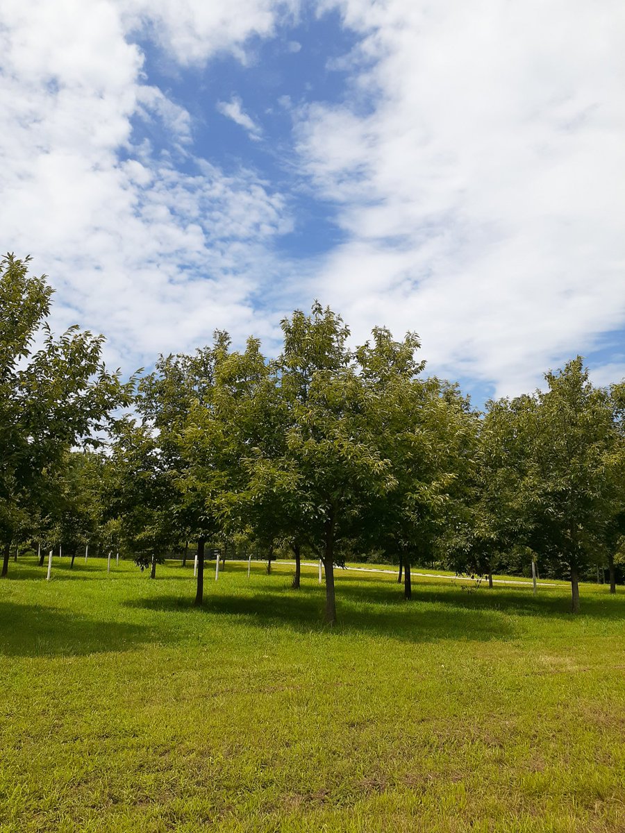 vachestnuts's tweet image. Saturday, Oct. 7 is Pick-Your-Own #Chestnuts. Check Virginia Chestnuts for dates, times &amp;amp; directions. #FarmLife #Virginia #NelsonCounty  5990 Wheelers Cove Road, Shipman, VA. The online store is OPEN.  virginiachestnuts.com