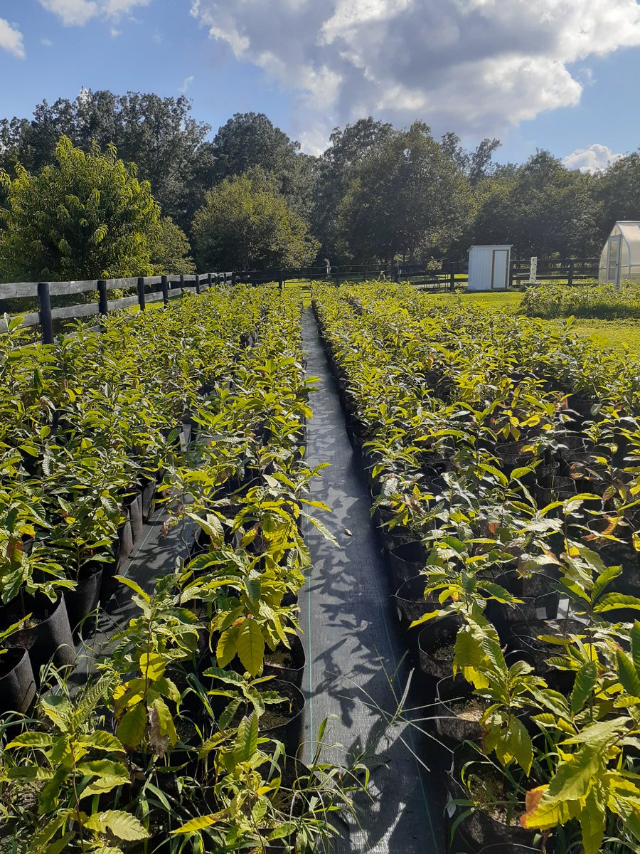 vachestnuts's tweet image. There is still time to sign up for #Chestnut School. Discount for couples.  Saturday, October 28, 2023, 9am - 4pm.  Information about Chestnut School. #FarmLife virginiachestnuts.com/products/chest