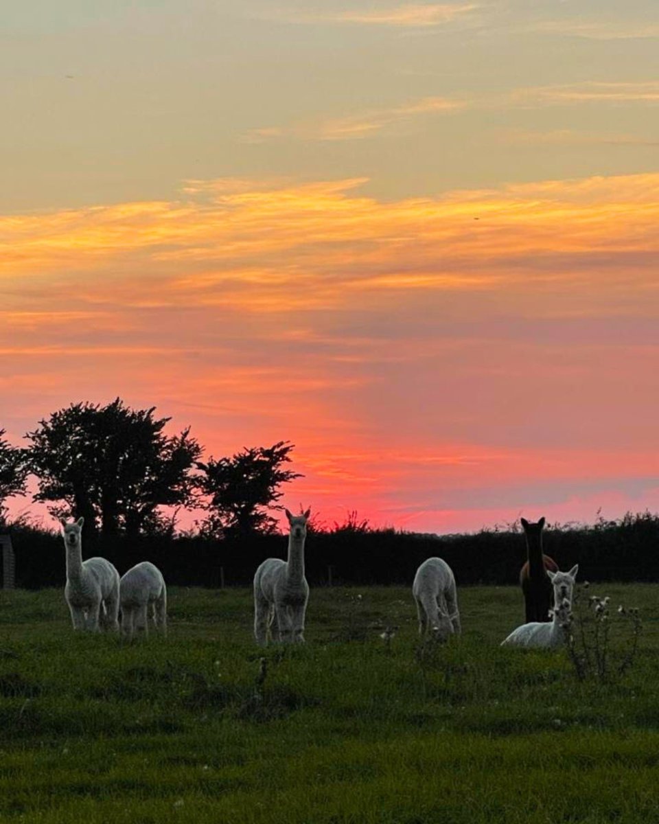West Wight Alpacas tweet media
