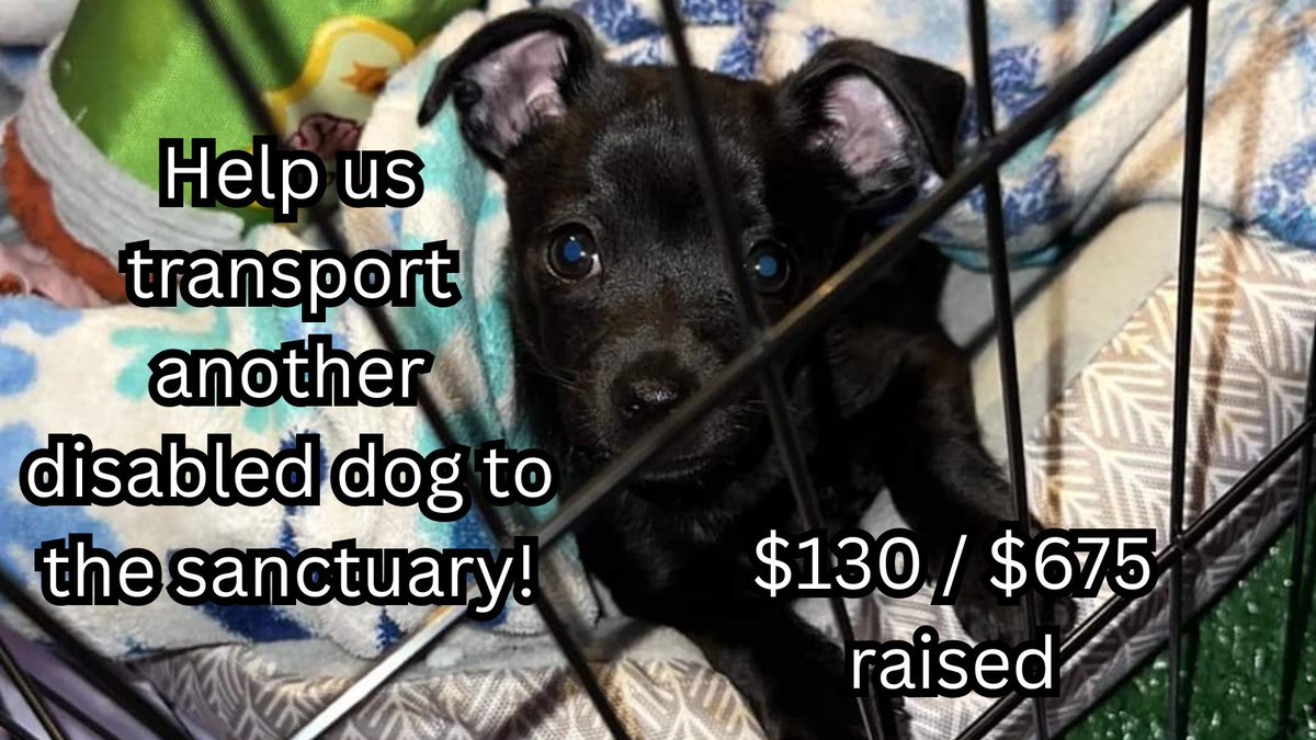Furry Faces Sanctuary tweet media