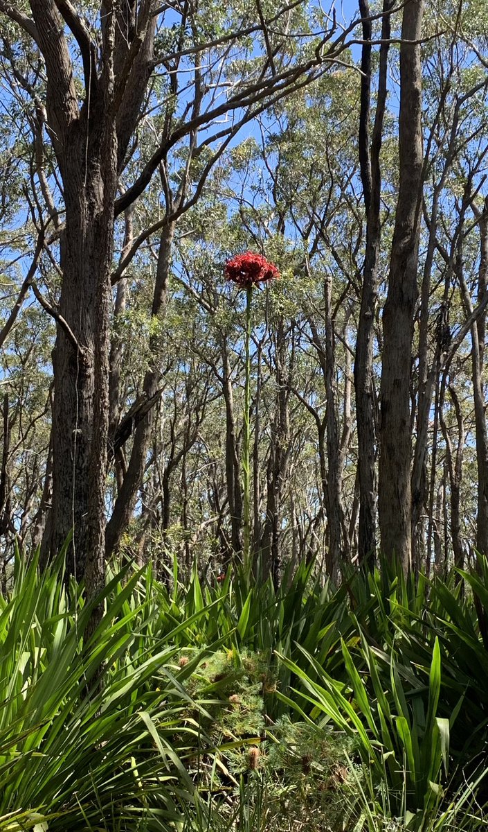 Bit of a red theme occurring today in the beautiful Dharawal NP - thanks for joining on a little field reccy <a href="/DarrenMartin01/">DarrenMartin01</a> #Telopea #Doryanthes