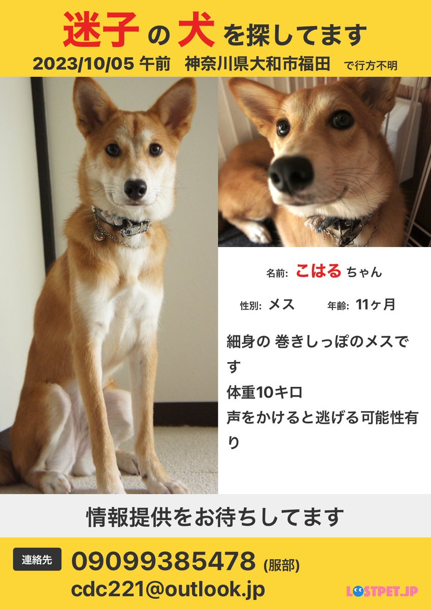 こはるがいなくなってしまいました。
おうちカメラでは11時頃にケージを倒している映像があり、その後網戸をこじ開けてベランダへ、マンションの2階なんですがそこから飛び降りてしまったみたいです。
神奈川県大和市福田近辺で見かけた方がいらっしゃいましたら教えてください。