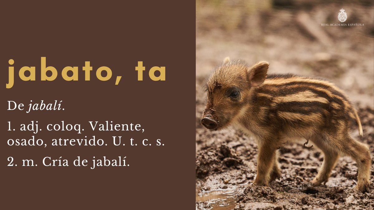 RAEinforma's tweet photo. #PalabraDelDía | jabato, ta

También se conoce como «rayón» a la cría muy joven del jabalí. Aquí tienen otras voces para crías de animales:

ballena → ballenato
víbora → viborezno
paloma → pichón
oso → osezno
salmón → esguín
cigüeña → cigoñino
gamo → gamezno

¿Conocen más? https://t.co/2ncUVKgNe1