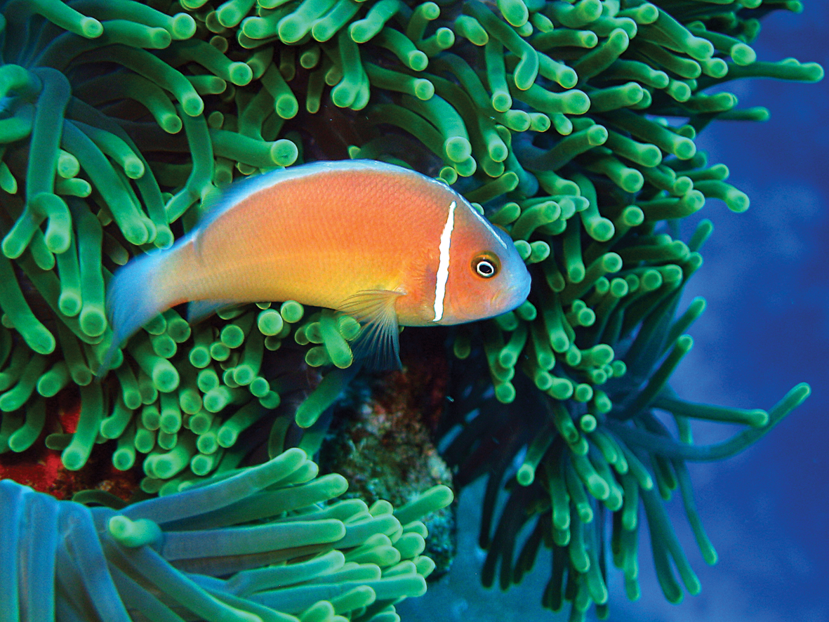 Did you know that this colourful little fish actually shares the same name as a skunk? 🤢 This species is known as the pink anemonefish, or the pink skunk clownfish 🤡. Our Christmas Island Marine Park plays host to this particular one pictured 🏝️. 📸 Max Orchard