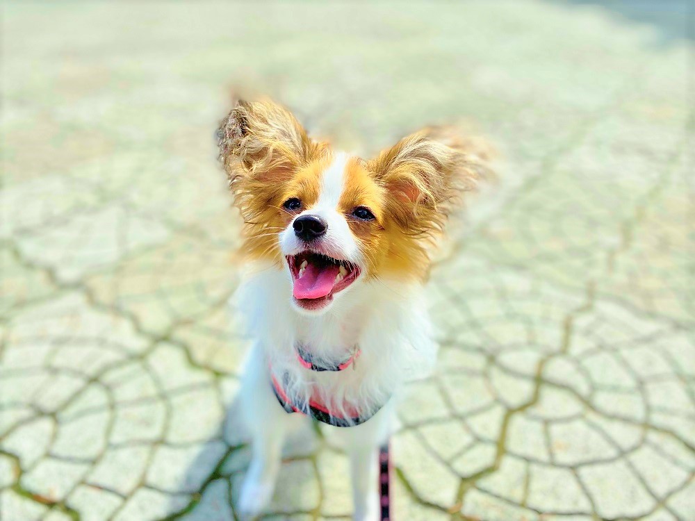 うさ＊かえもえ亭 tweet media