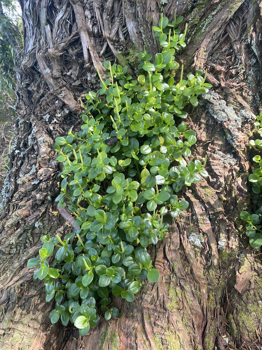 Emma Simpkins (Bodley) tweet media