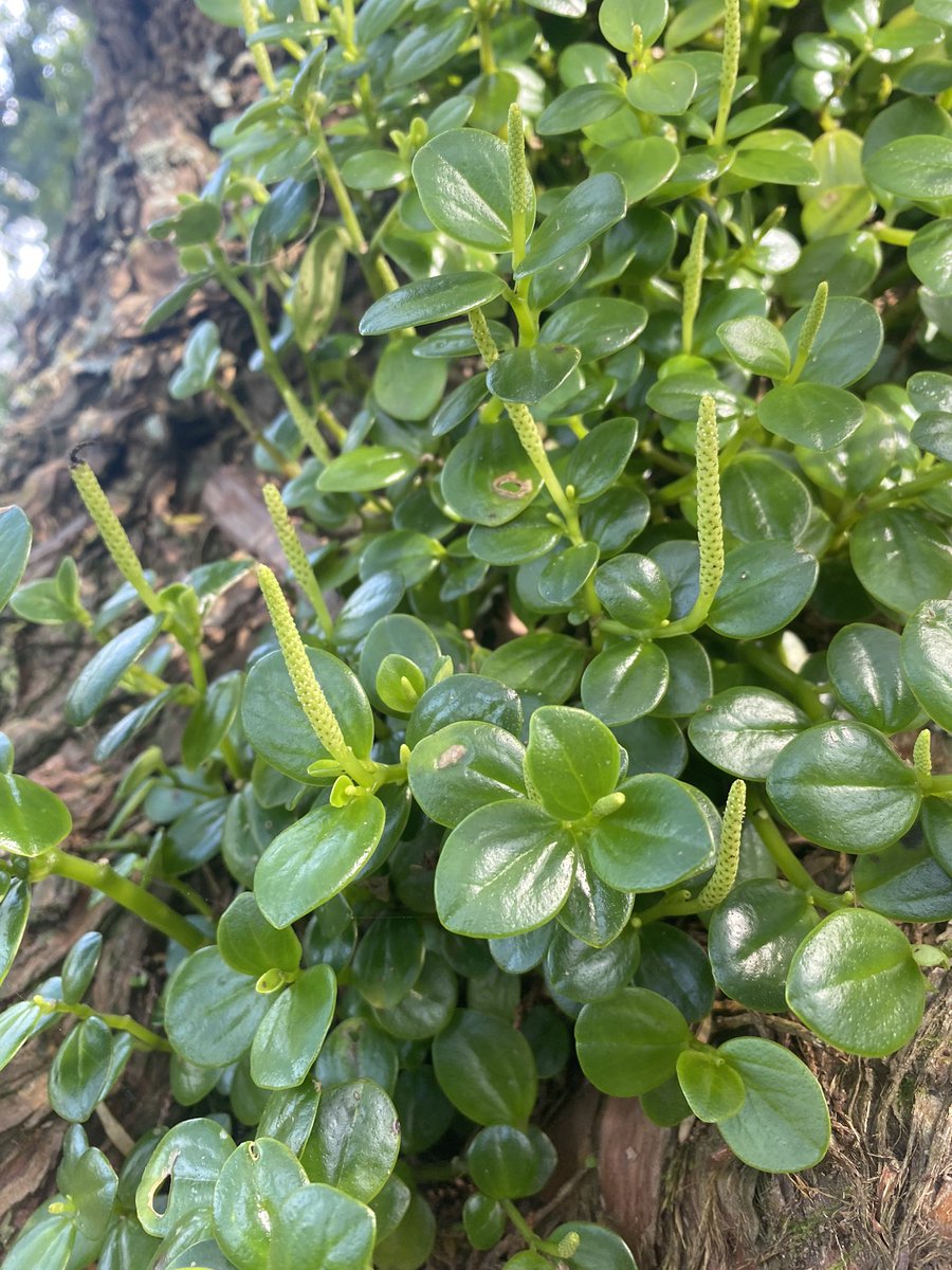 Emma Simpkins (Bodley) tweet media