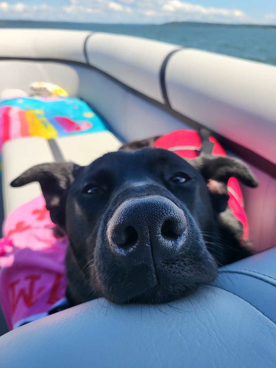 armccarthy25's tweet photo. The best boy. ❤️ https://t.co/XIFZbYoUzz