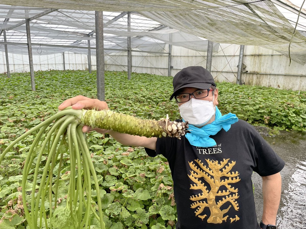おろし金の投稿がウケてるのでついでにワサビも。同じく藤屋わさび農園のワサビです。こんなでっかいワサビ見たことあります？安曇野のワサビは静岡などの山地ではなく平地の湧き水を使って栽培するのです。「将太の寿司」ワサビの知識がアップデートされました！食べた感想はのちほど！