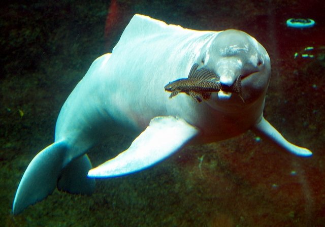 Low #waterlevels, high #watertemperatures and #dying #species; more than 100 #dead #Amazonriverdolphins were recently discovered. The Amazon river has the largest waterbody in the world. The entire Amazon region is thus a unique #ecosystem and, due to its size, plays a…