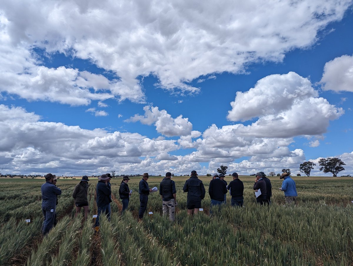Dedicated crew taking in the Wellington Field Tour @NSWDPI_AGRONOMY, <a href="/CentralWestLLS/">Central West LLS</a> and <a href="/GrainOrana/">GOA</a>. Good info for variety decisions 2024! <a href="/GRDCNorth/">GRDC North</a>