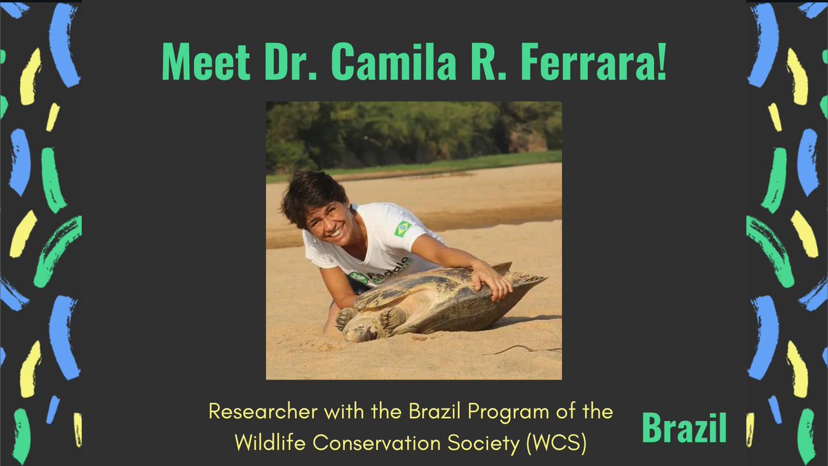 GlobalWomenHerp's tweet photo. Dr. Camila Ferrara is our #GWHauthor of the week! She is an aquatic #turtle specialist with the #Brazil Program of @TheWCS . Ferrara has a veterinary degree and has focused her research career on the #behavior and ecology of turtles, #tortoises, and terrapins 🐢#womenherpers https://t.co/QenSu2KZfd