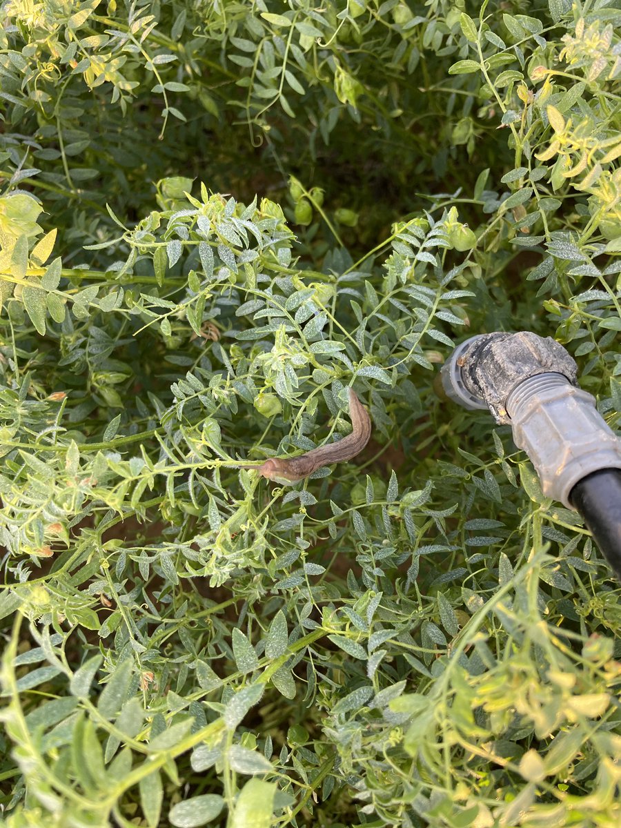 Michael Brougham tweet media