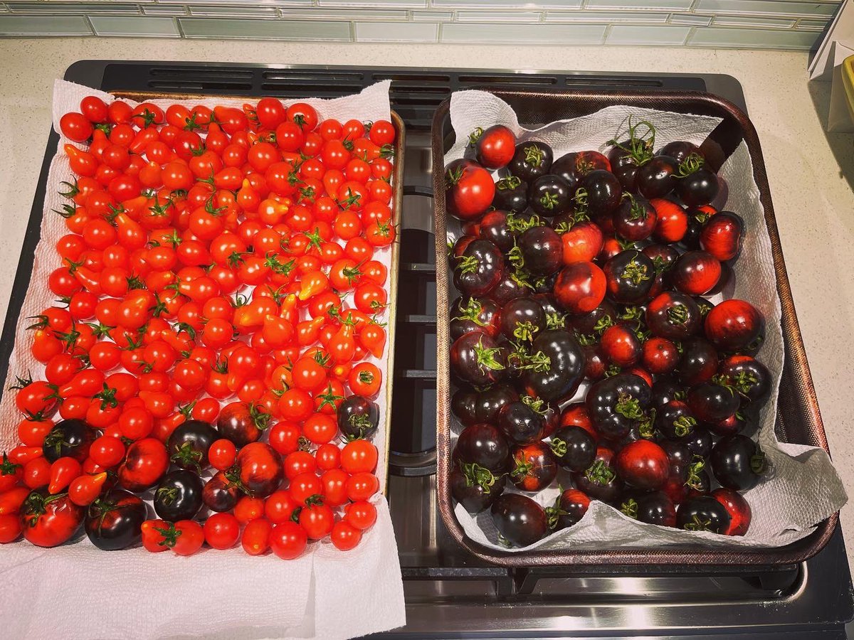 Final harvest of Black Russians, <a href="/westcoastseeds/">West Coast Seeds</a> sakuras &amp; a random pear shaped cherry tomato that showed up #tomatoes🍅 #garden #urbangarden #vegetables #fruits #food #growyourownfood #harvest