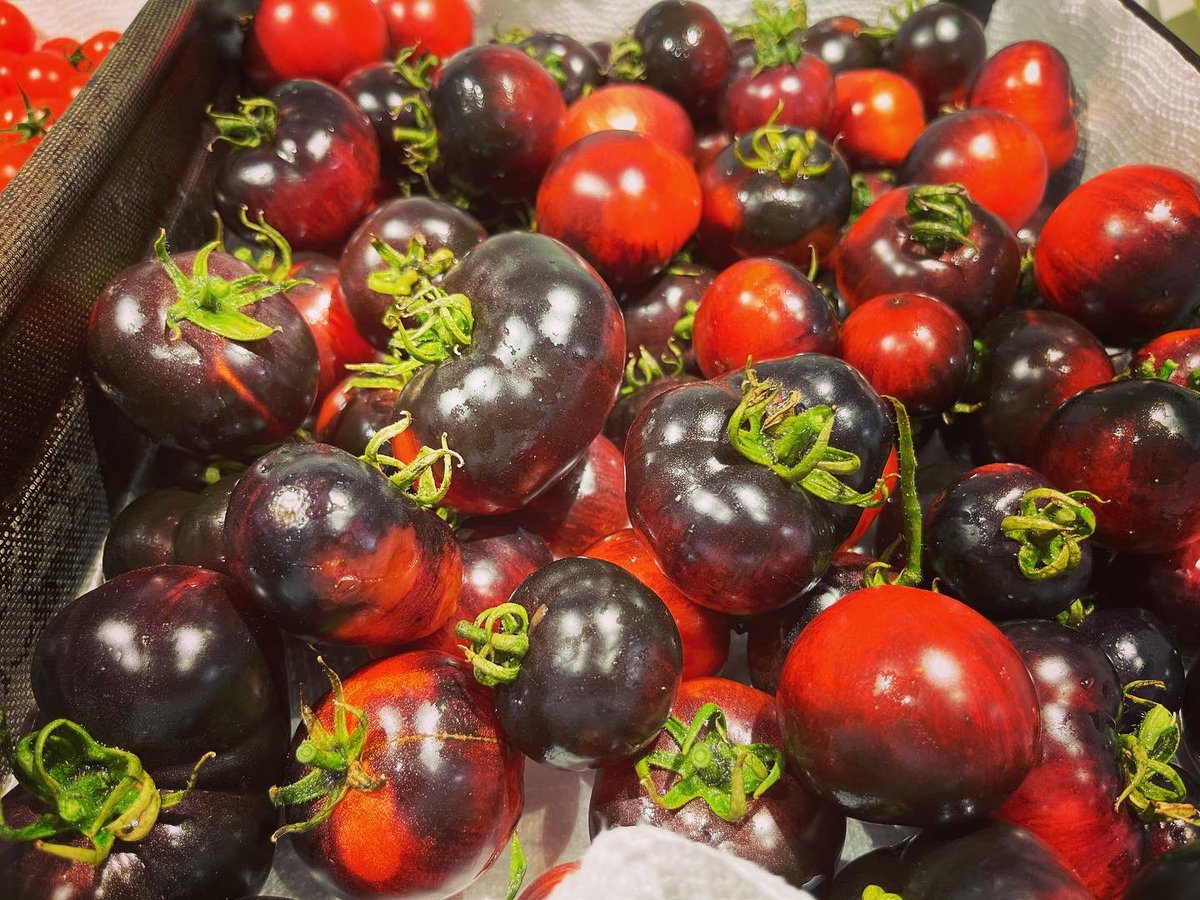 DrewMandaStyle's tweet photo. Final harvest of Black Russians, @westcoastseeds sakuras &amp; a random pear shaped cherry tomato that showed up #tomatoes🍅 #garden #urbangarden #vegetables #fruits #food #growyourownfood #harvest https://t.co/EJwDznelg2