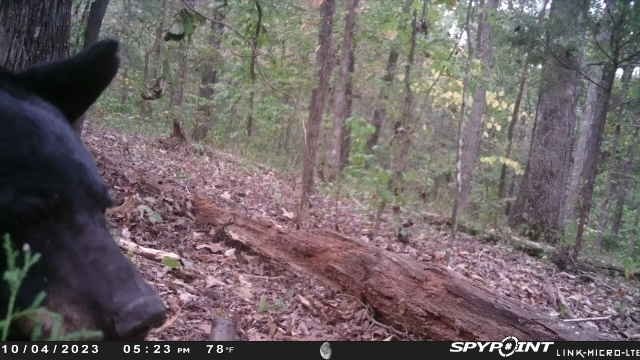 He came back again today to continue being majestic. https://t.co/cduQcqen4R<a href="/tag/pmc"class="tags"><span>#pmc</span></a>