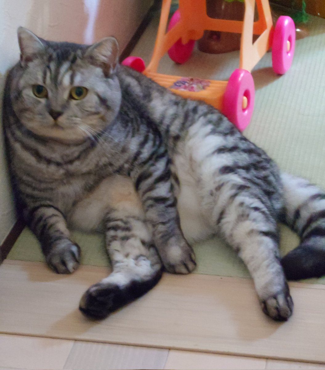 nikogetwell's tweet photo. だるいにゃ〜🤣
#猫がいる暮らし 
#猫好きさんと繋がりたい 
#ねこ https://t.co/9KAIx5o9mS